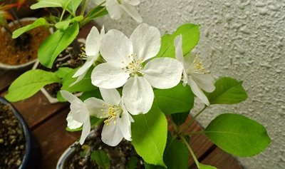 f:id:lovestamp:20180524112857j:plain