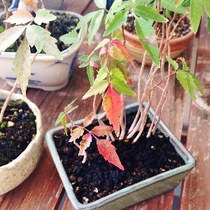 ハゼノキの紅葉が始まる 旅と日常のあいだ