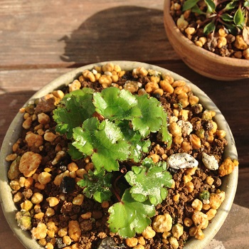 f:id:lovestamp:20180530104446j:plain