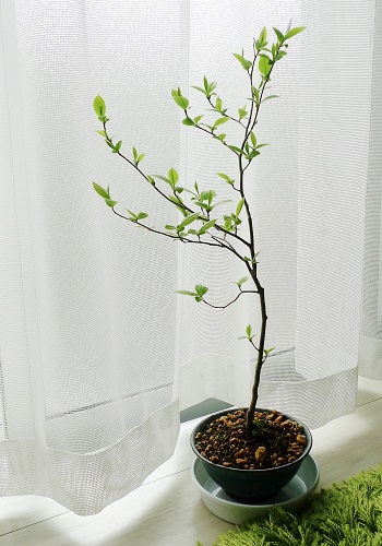 ヒメシャラの若葉とナツハゼの植え替え 旅と日常のあいだ