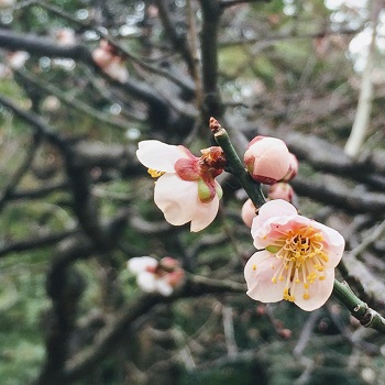 f:id:lovestamp:20180601104640j:plain