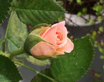 f:id:lovestamp:20190520102601j:plain f:id:lovestamp:20190520102601j:plain