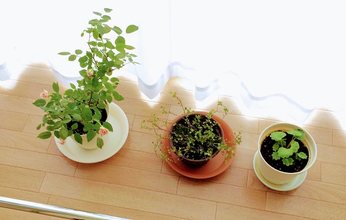 f:id:lovestamp:20190628131951j:plain