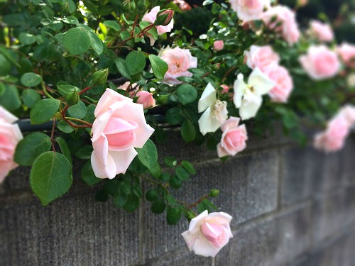 f:id:lovestamp:20200602230406j:plain