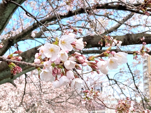 f:id:lovestamp:20220403205052j:plain