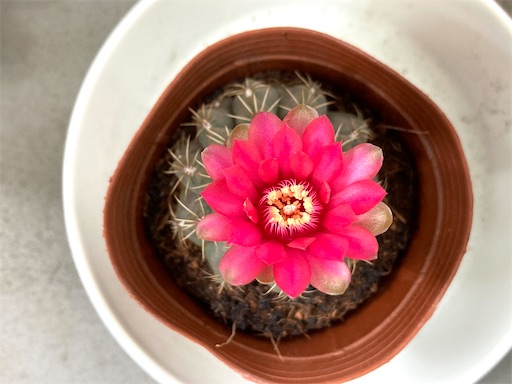 f:id:lovestamp:20240617124639j:image