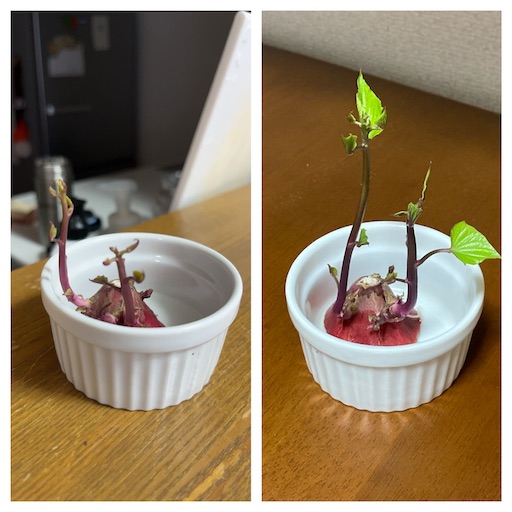 f:id:lovestamp:20250919203104j:image