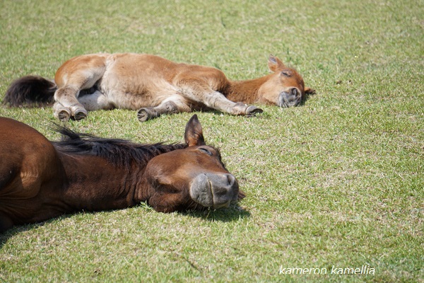 f:id:lovettel05:20190527102817j:plain