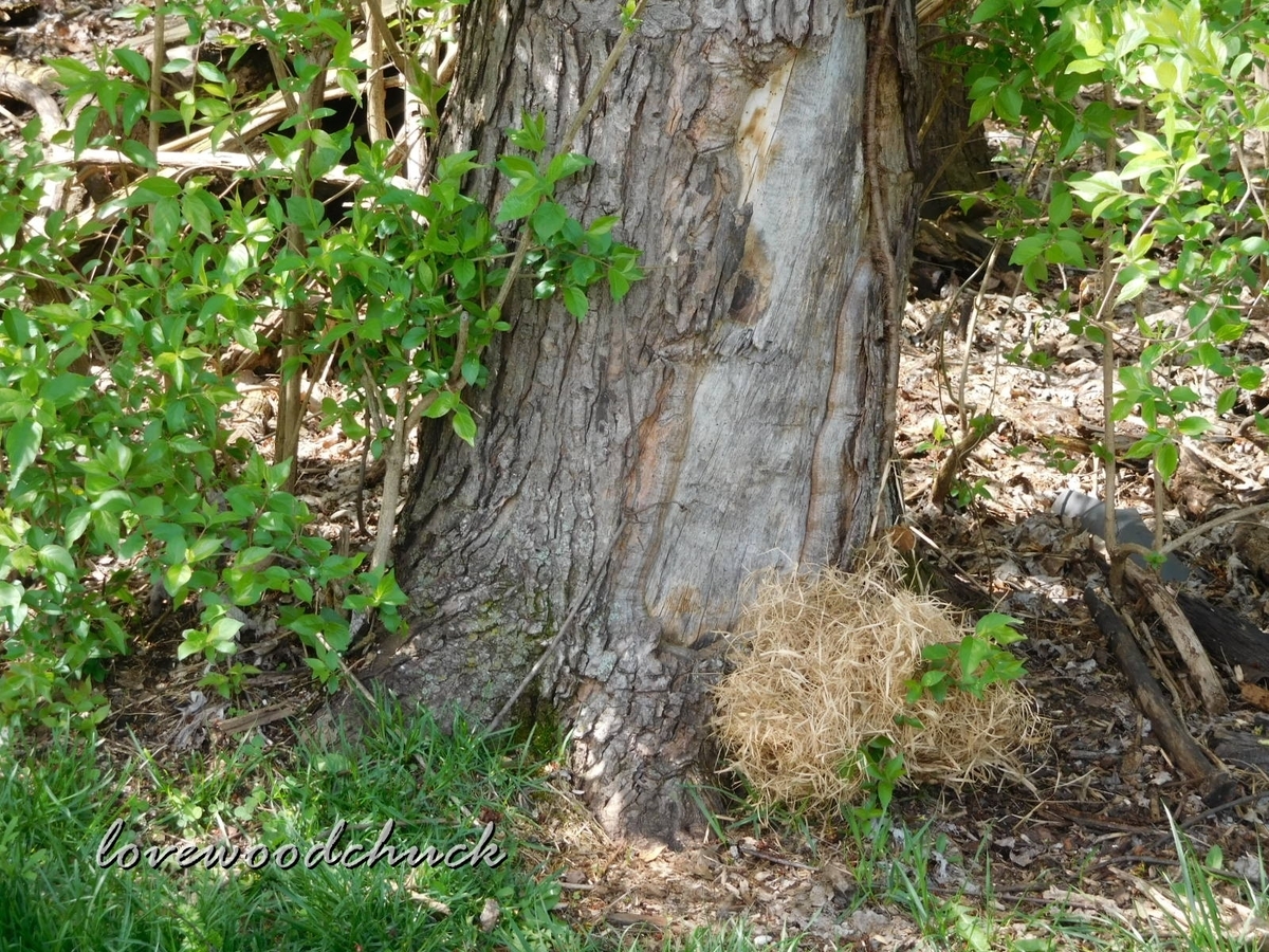 f:id:lovewoodchuck:20200719081119j:plain f:id:lovewoodchuck:20200719081119j:plain