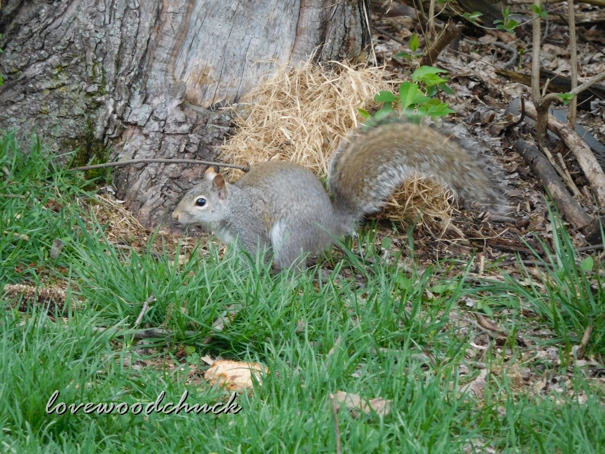 f:id:lovewoodchuck:20200719081135j:plain f:id:lovewoodchuck:20200719081135j:plain