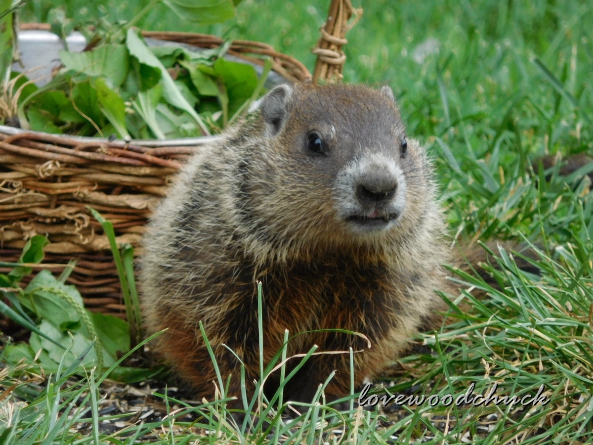 f:id:lovewoodchuck:20201030042452j:plain f:id:lovewoodchuck:20201030042452j:plain
