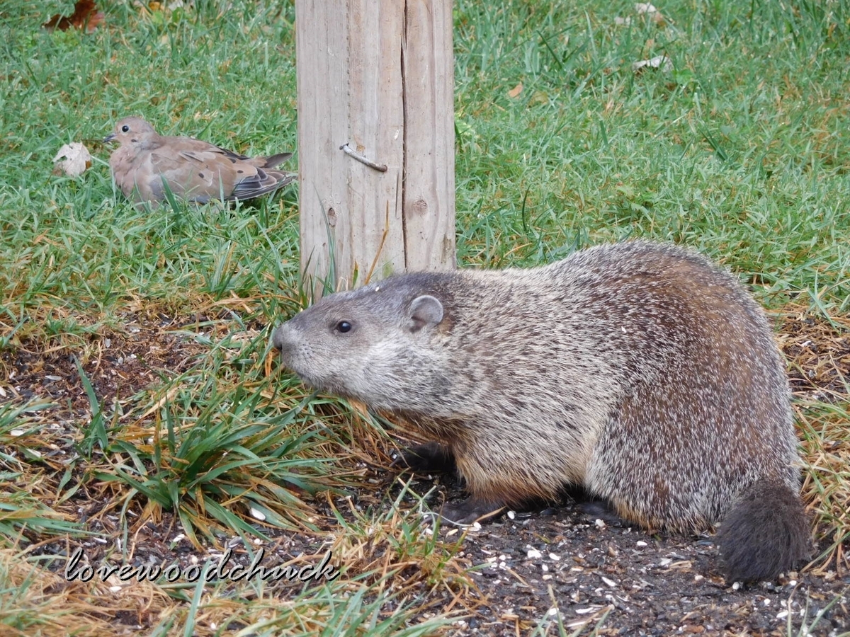 f:id:lovewoodchuck:20201030043512j:plain f:id:lovewoodchuck:20201030043512j:plain