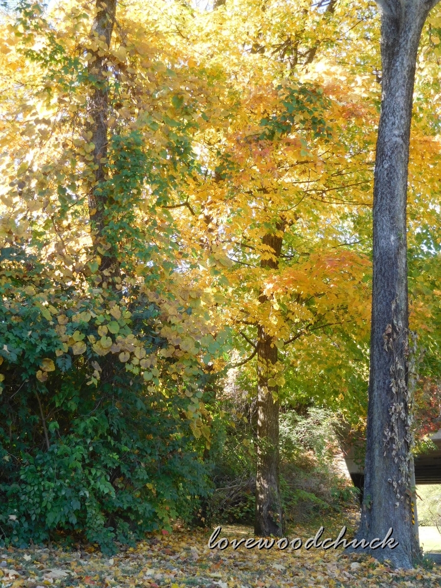 f:id:lovewoodchuck:20201030044328j:plain f:id:lovewoodchuck:20201030044328j:plain