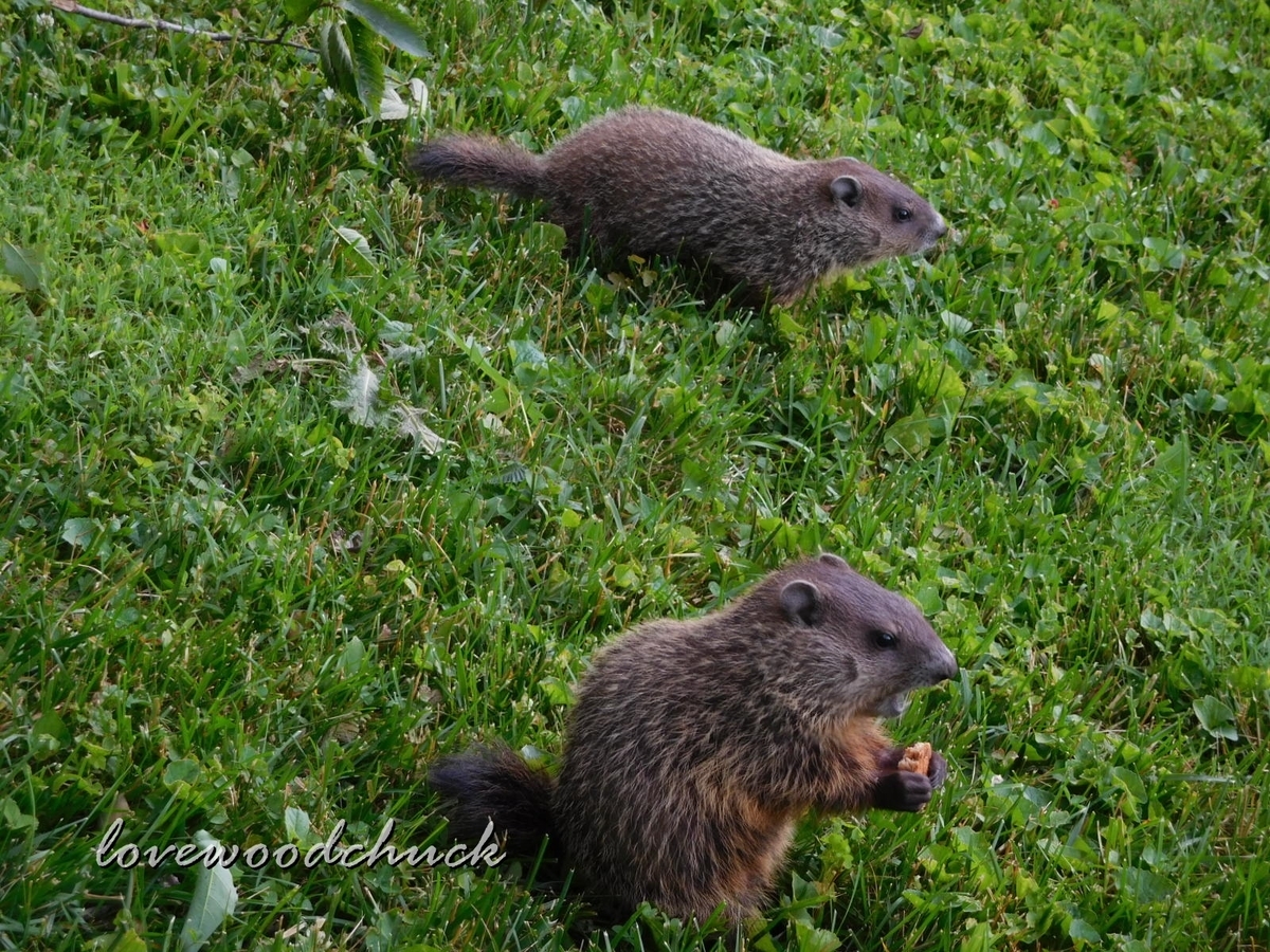 f:id:lovewoodchuck:20201030045714j:plain f:id:lovewoodchuck:20201030045714j:plain
