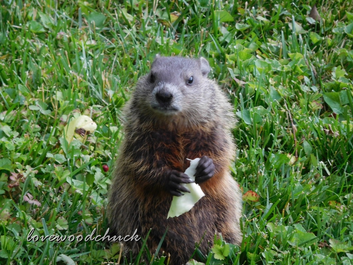 f:id:lovewoodchuck:20201030045752j:plain f:id:lovewoodchuck:20201030045752j:plain