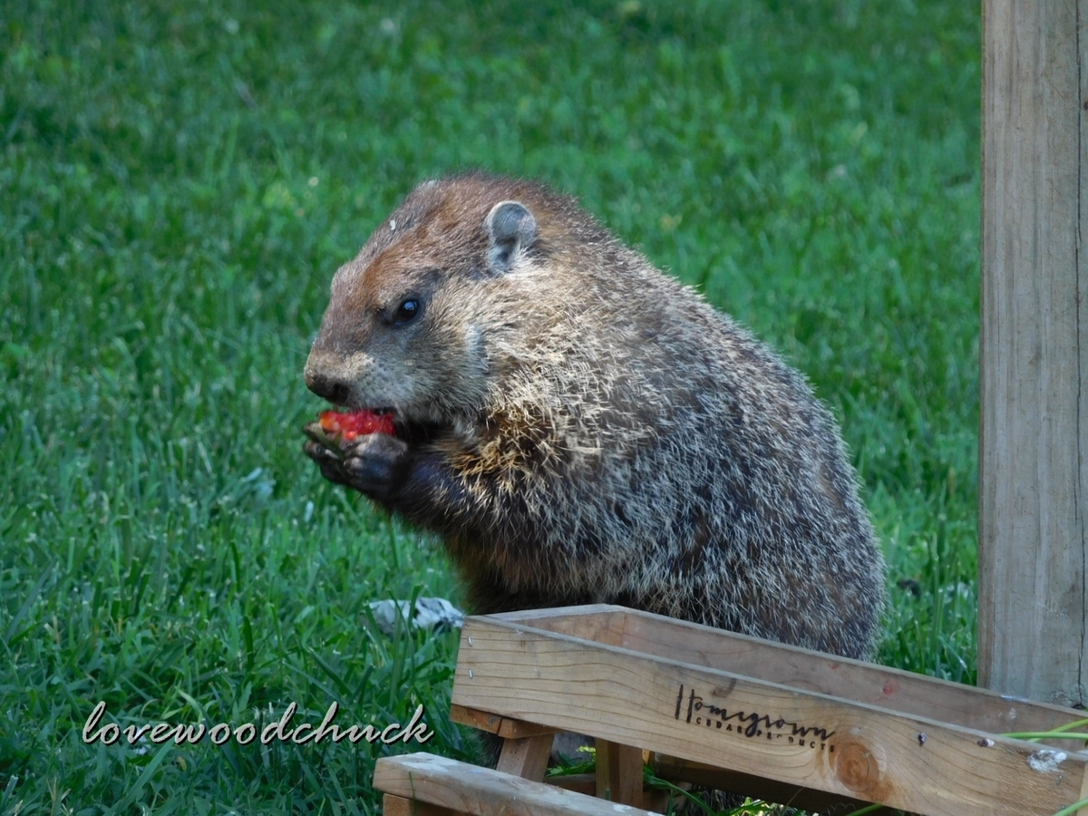 f:id:lovewoodchuck:20201030045926j:plain f:id:lovewoodchuck:20201030045926j:plain