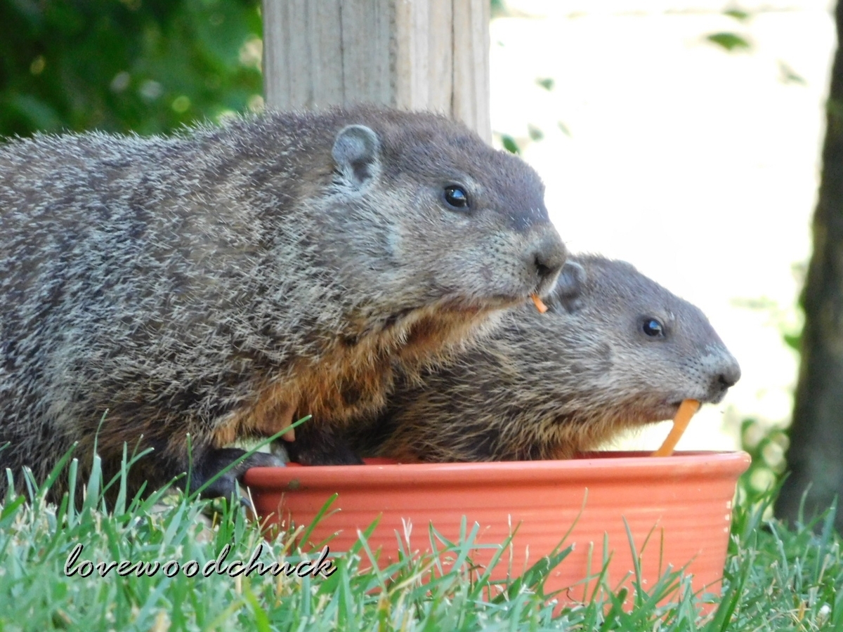 f:id:lovewoodchuck:20201030050125j:plain f:id:lovewoodchuck:20201030050125j:plain