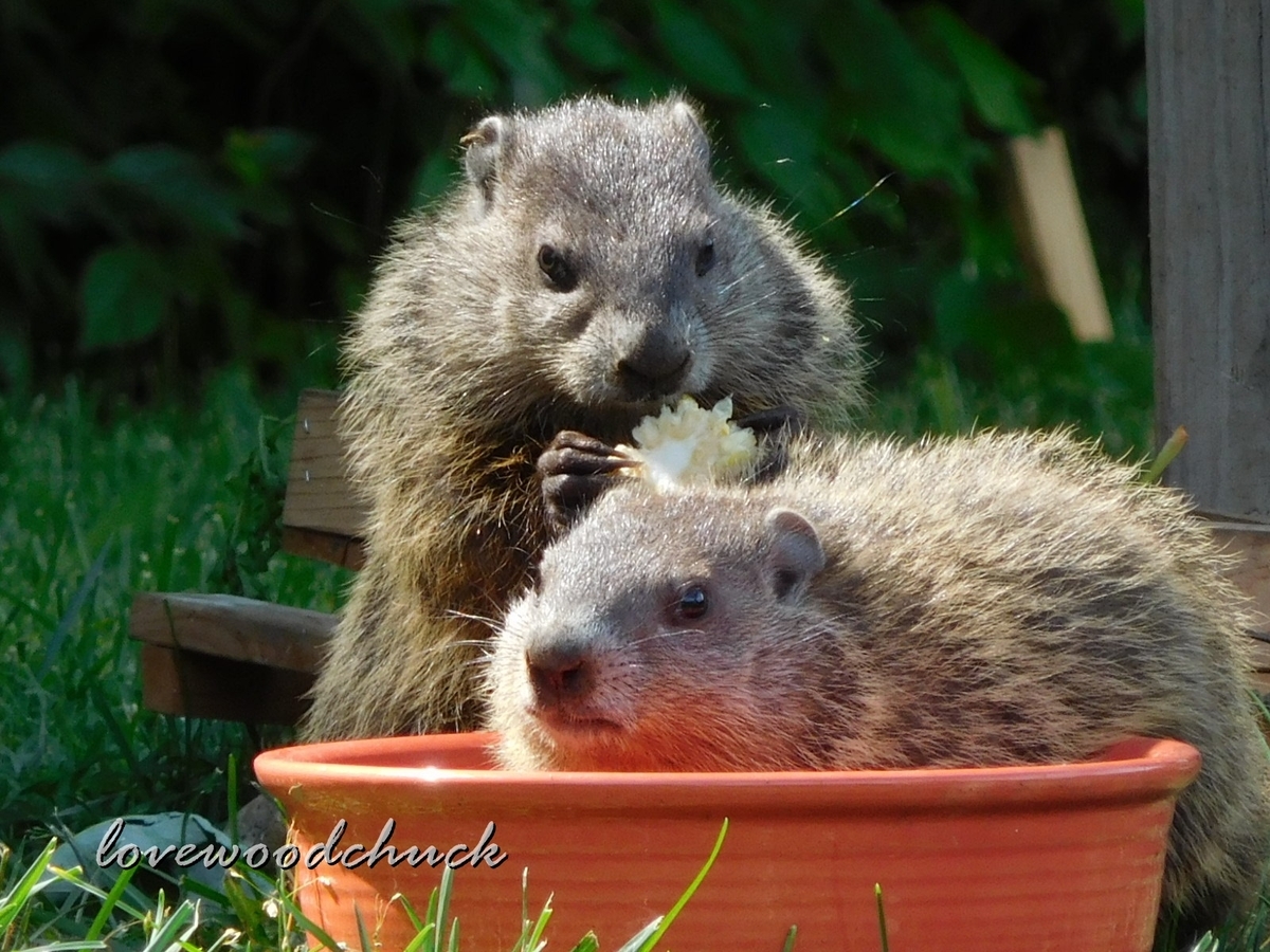 f:id:lovewoodchuck:20201030050416j:plain f:id:lovewoodchuck:20201030050416j:plain