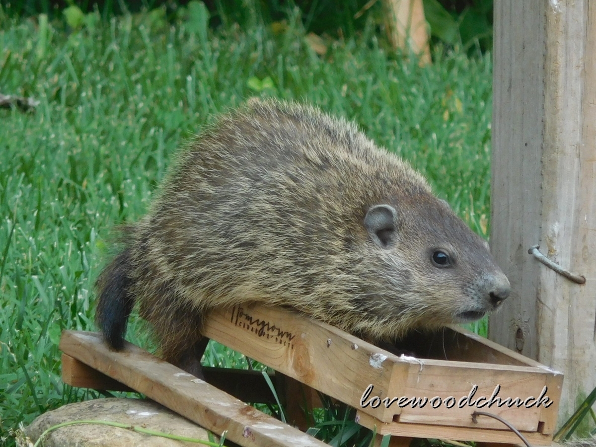 f:id:lovewoodchuck:20201030051113j:plain f:id:lovewoodchuck:20201030051113j:plain