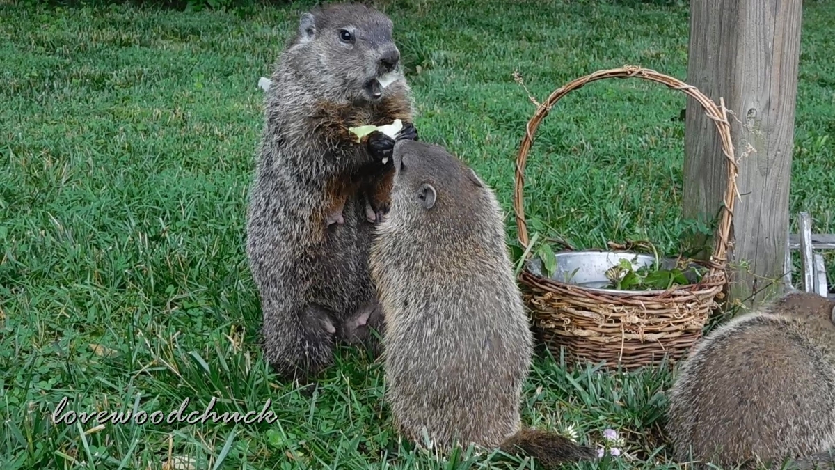 f:id:lovewoodchuck:20201030051543j:plain f:id:lovewoodchuck:20201030051543j:plain
