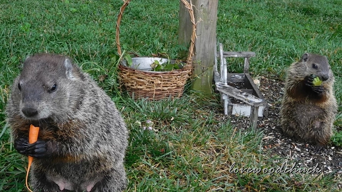 f:id:lovewoodchuck:20201030051617j:plain f:id:lovewoodchuck:20201030051617j:plain