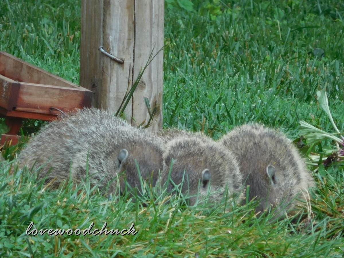 f:id:lovewoodchuck:20201030052019j:plain f:id:lovewoodchuck:20201030052019j:plain