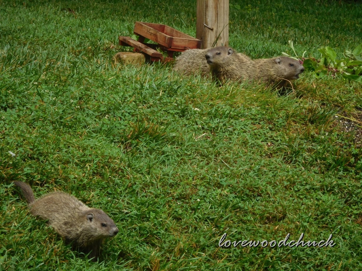 f:id:lovewoodchuck:20201030052124j:plain f:id:lovewoodchuck:20201030052124j:plain