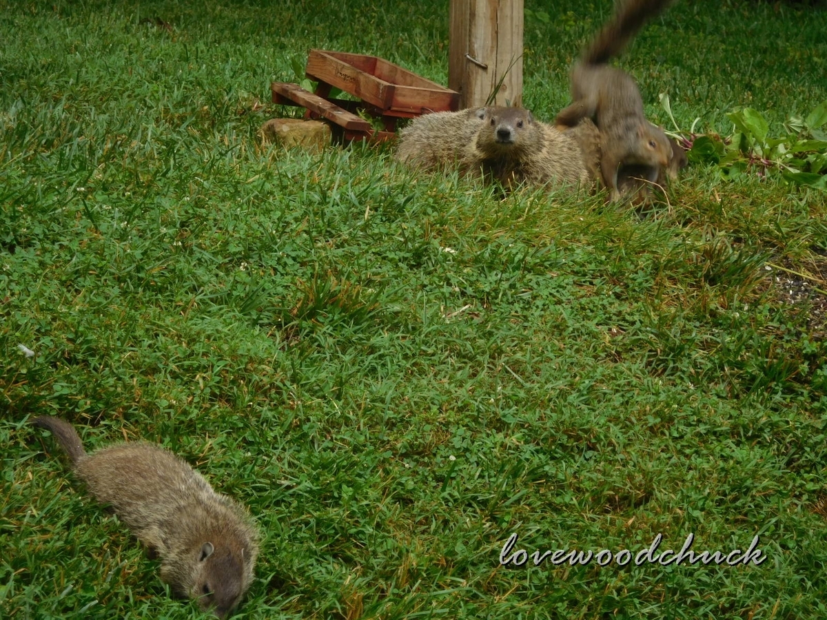 f:id:lovewoodchuck:20201030052213j:plain f:id:lovewoodchuck:20201030052213j:plain