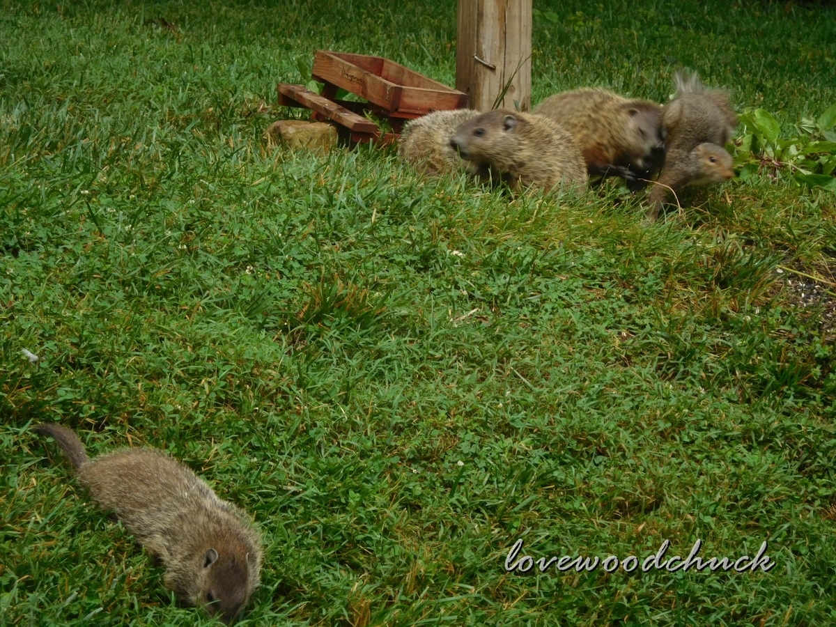 f:id:lovewoodchuck:20201030052306j:plain f:id:lovewoodchuck:20201030052306j:plain
