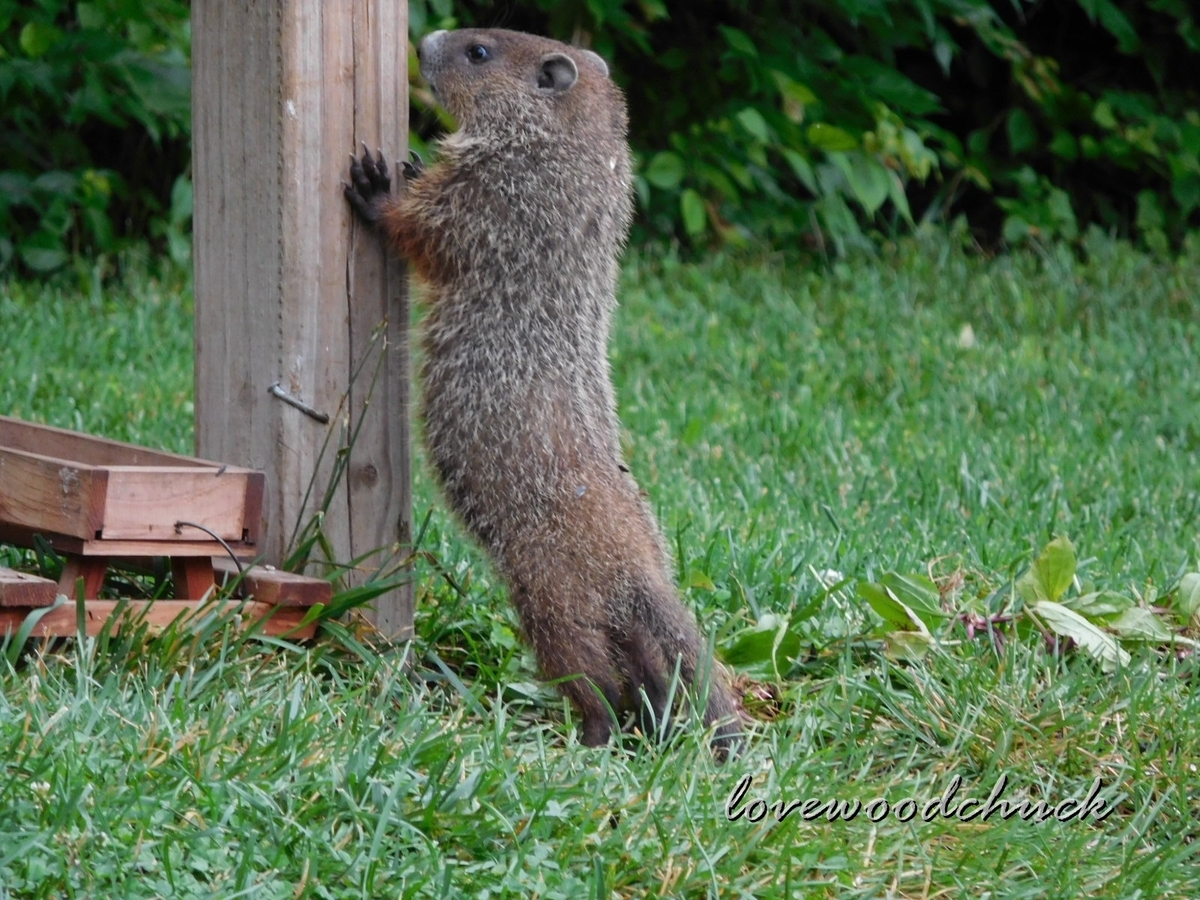 f:id:lovewoodchuck:20201030052729j:plain f:id:lovewoodchuck:20201030052729j:plain