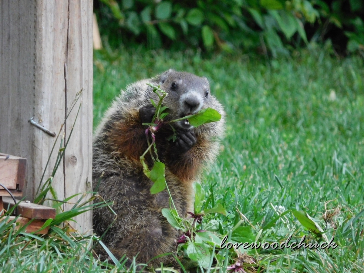 f:id:lovewoodchuck:20201030052839j:plain f:id:lovewoodchuck:20201030052839j:plain