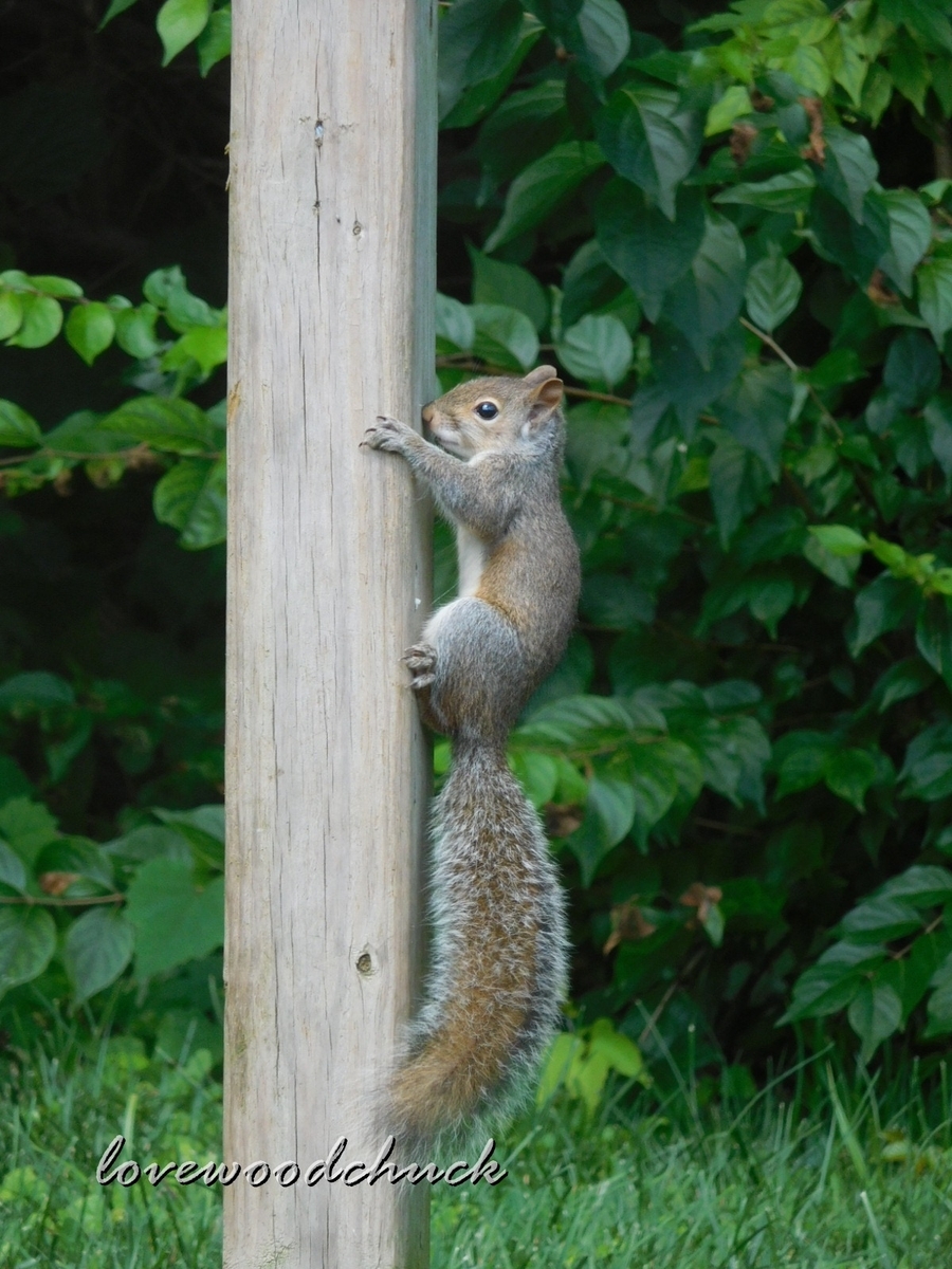 f:id:lovewoodchuck:20201030053406j:plain f:id:lovewoodchuck:20201030053406j:plain