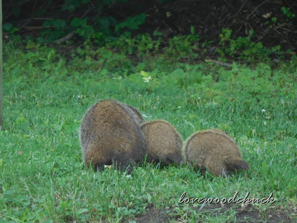 f:id:lovewoodchuck:20201030053421j:plain f:id:lovewoodchuck:20201030053421j:plain