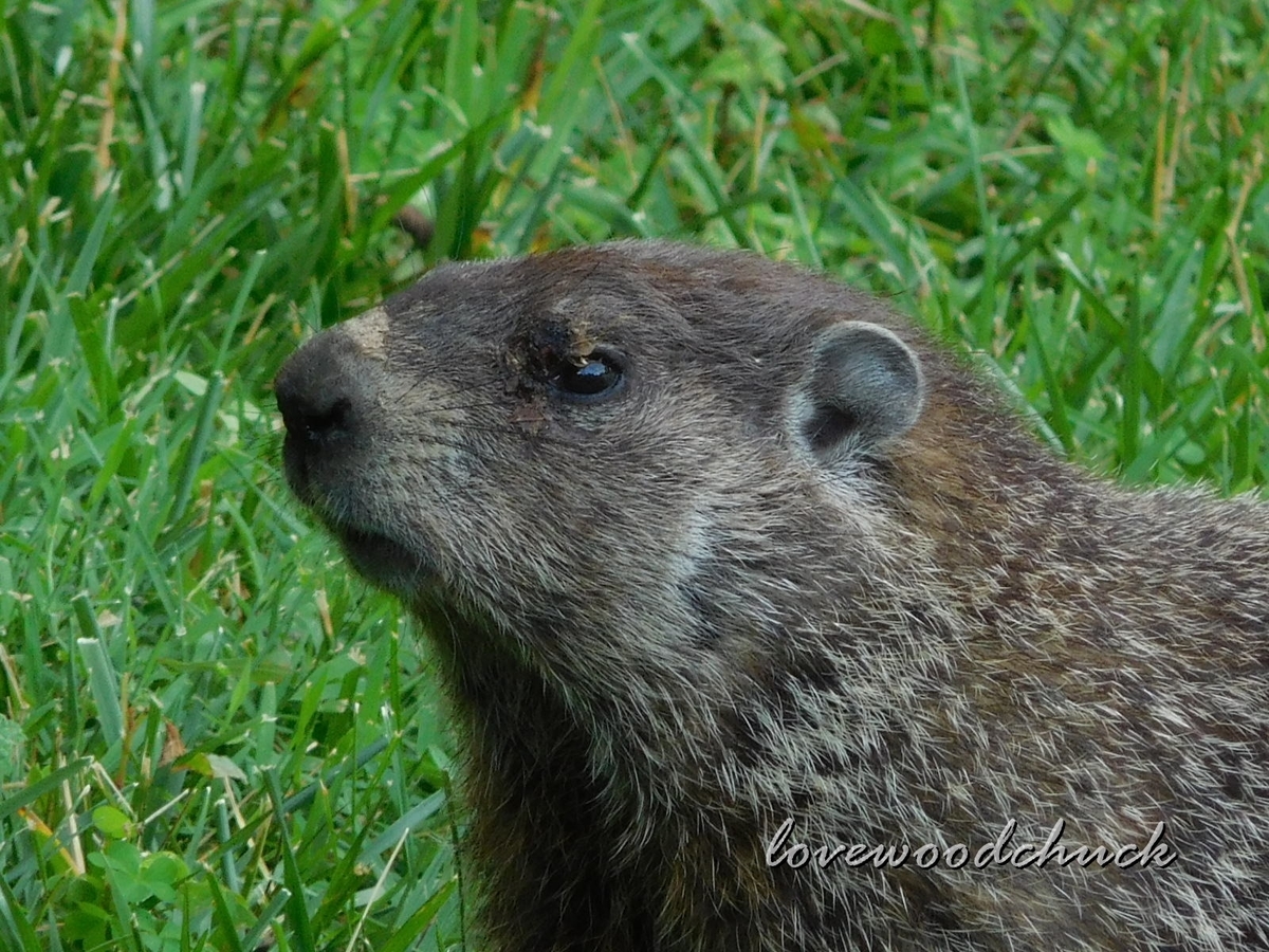 f:id:lovewoodchuck:20201030053644j:plain f:id:lovewoodchuck:20201030053644j:plain