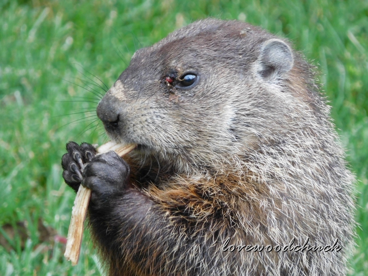 f:id:lovewoodchuck:20201030053700j:plain f:id:lovewoodchuck:20201030053700j:plain