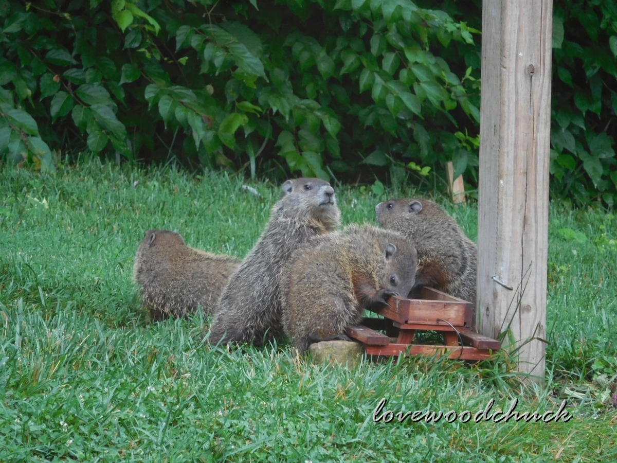 f:id:lovewoodchuck:20201030054147j:plain f:id:lovewoodchuck:20201030054147j:plain