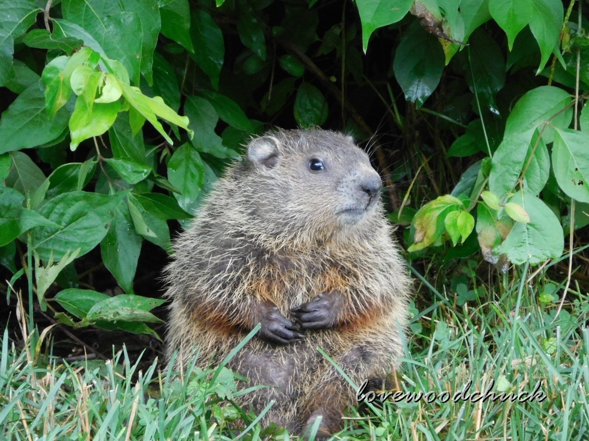 f:id:lovewoodchuck:20201030054401j:plain f:id:lovewoodchuck:20201030054401j:plain
