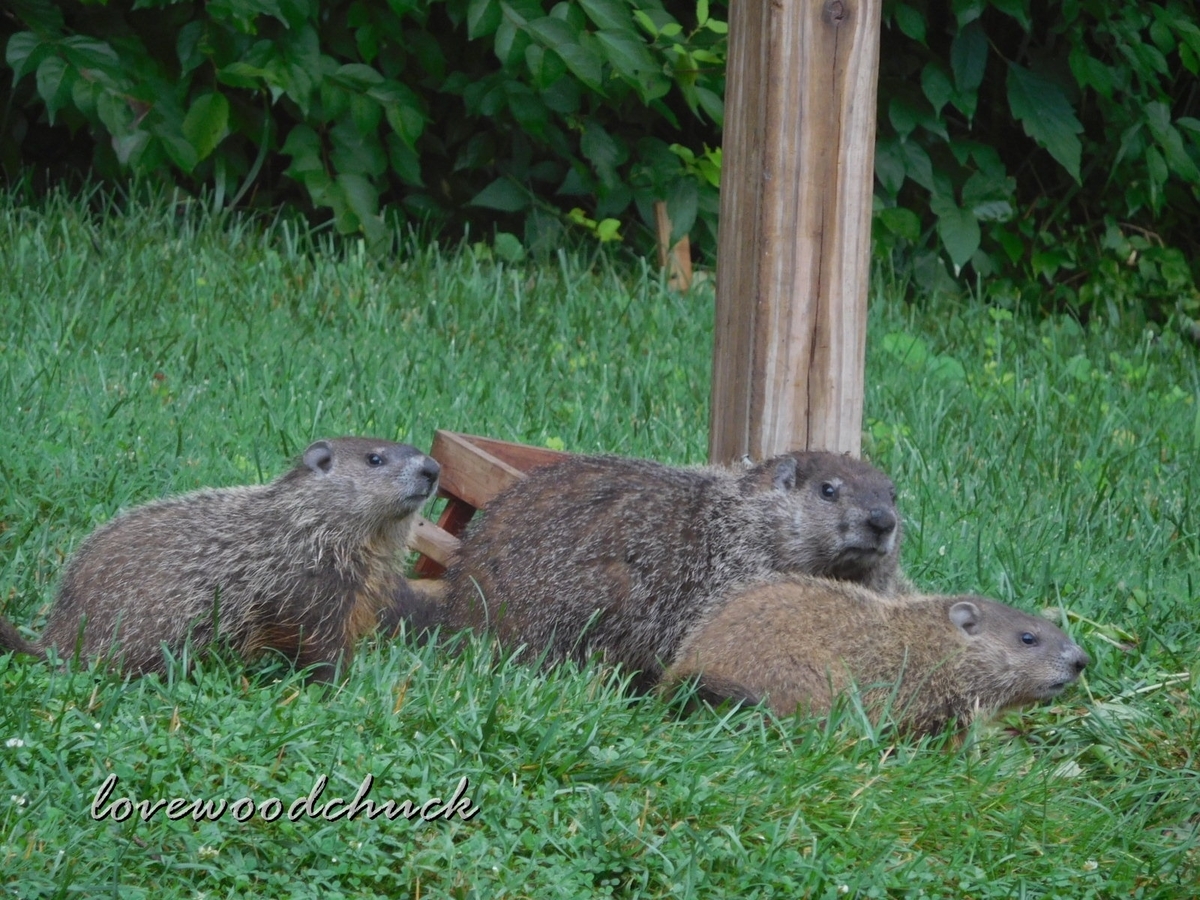 f:id:lovewoodchuck:20201030054746j:plain f:id:lovewoodchuck:20201030054746j:plain
