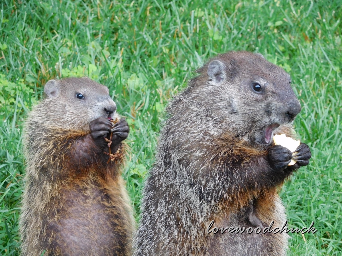 f:id:lovewoodchuck:20201030055042j:plain f:id:lovewoodchuck:20201030055042j:plain