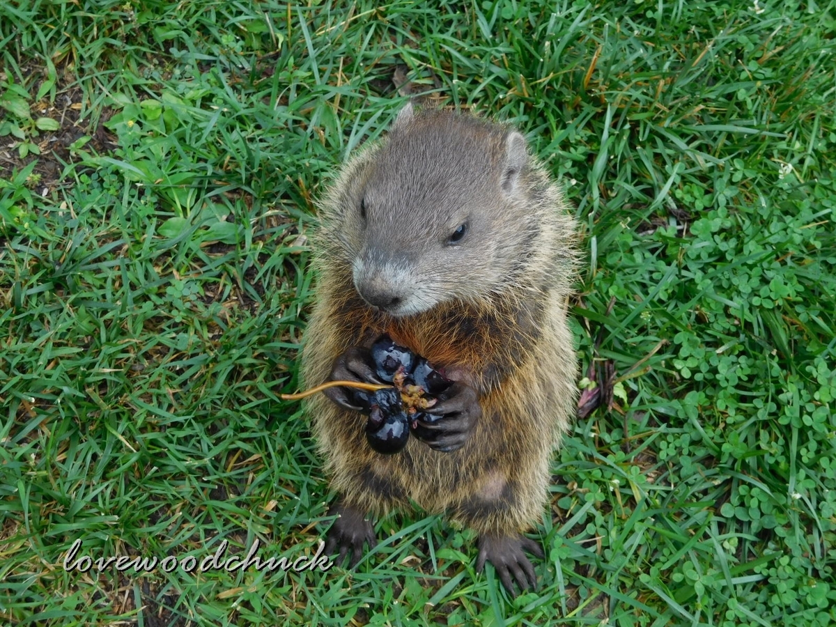 f:id:lovewoodchuck:20201030080352j:plain f:id:lovewoodchuck:20201030080352j:plain