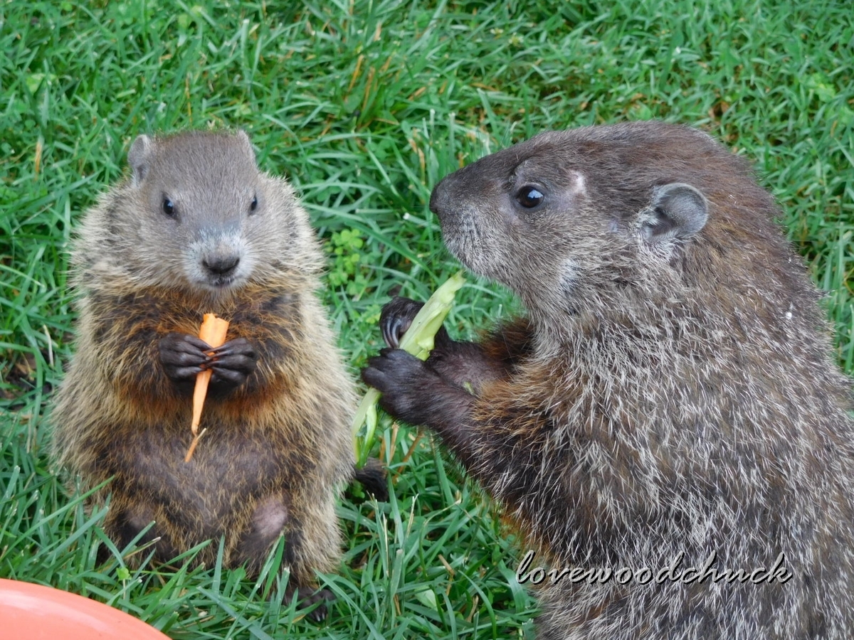 f:id:lovewoodchuck:20201030080710j:plain f:id:lovewoodchuck:20201030080710j:plain