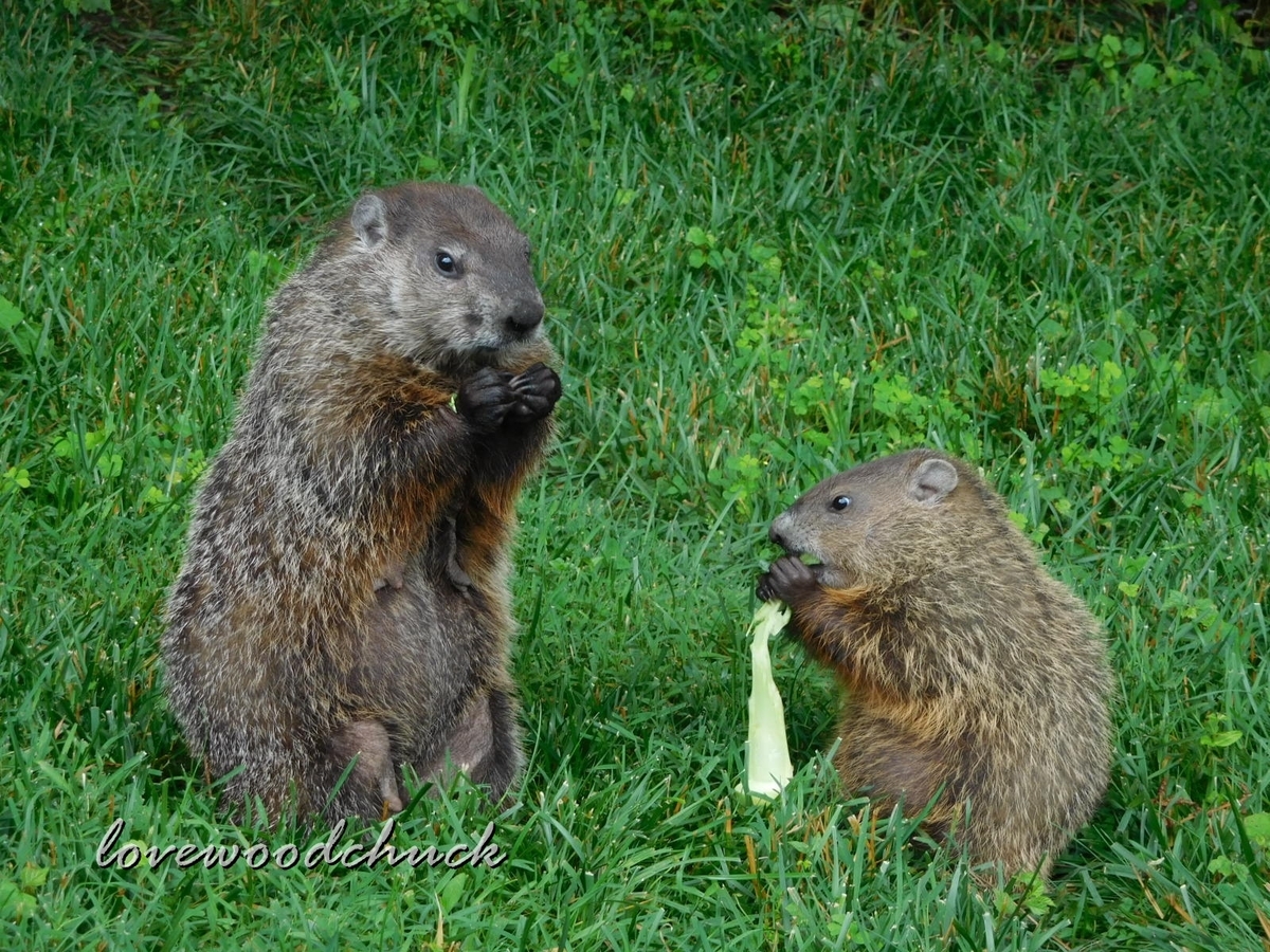 f:id:lovewoodchuck:20201030080846j:plain f:id:lovewoodchuck:20201030080846j:plain