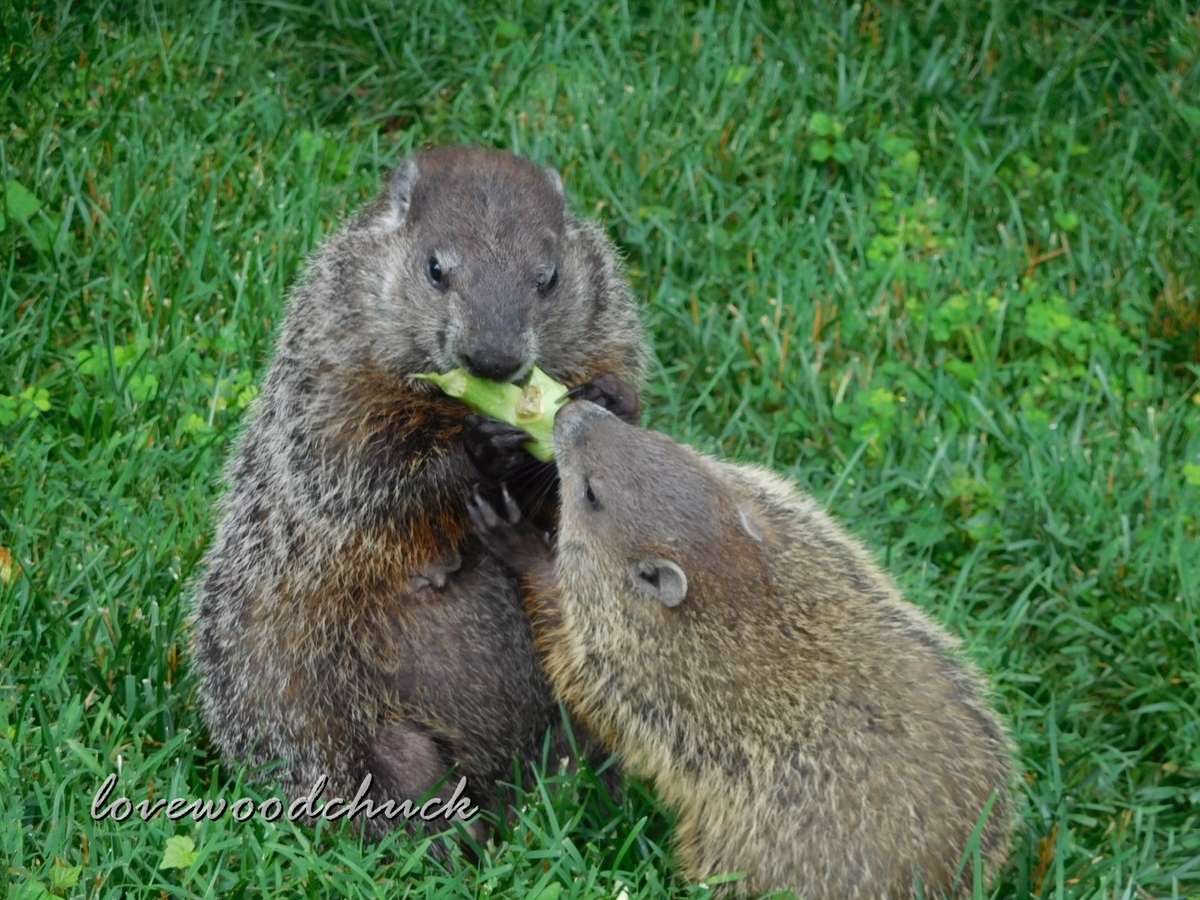 f:id:lovewoodchuck:20201030080905j:plain f:id:lovewoodchuck:20201030080905j:plain