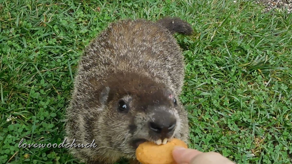f:id:lovewoodchuck:20201030081308j:plain f:id:lovewoodchuck:20201030081308j:plain