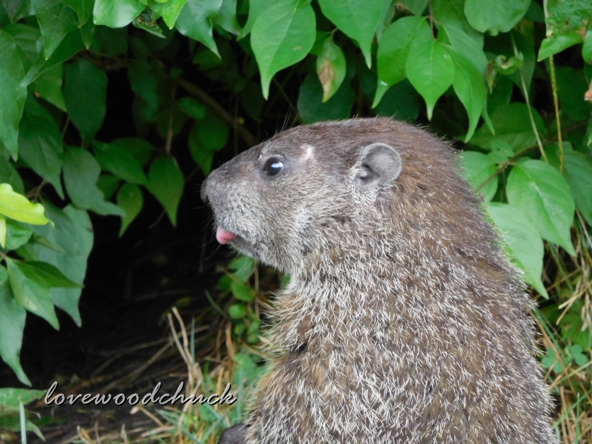 f:id:lovewoodchuck:20201030081430j:plain f:id:lovewoodchuck:20201030081430j:plain