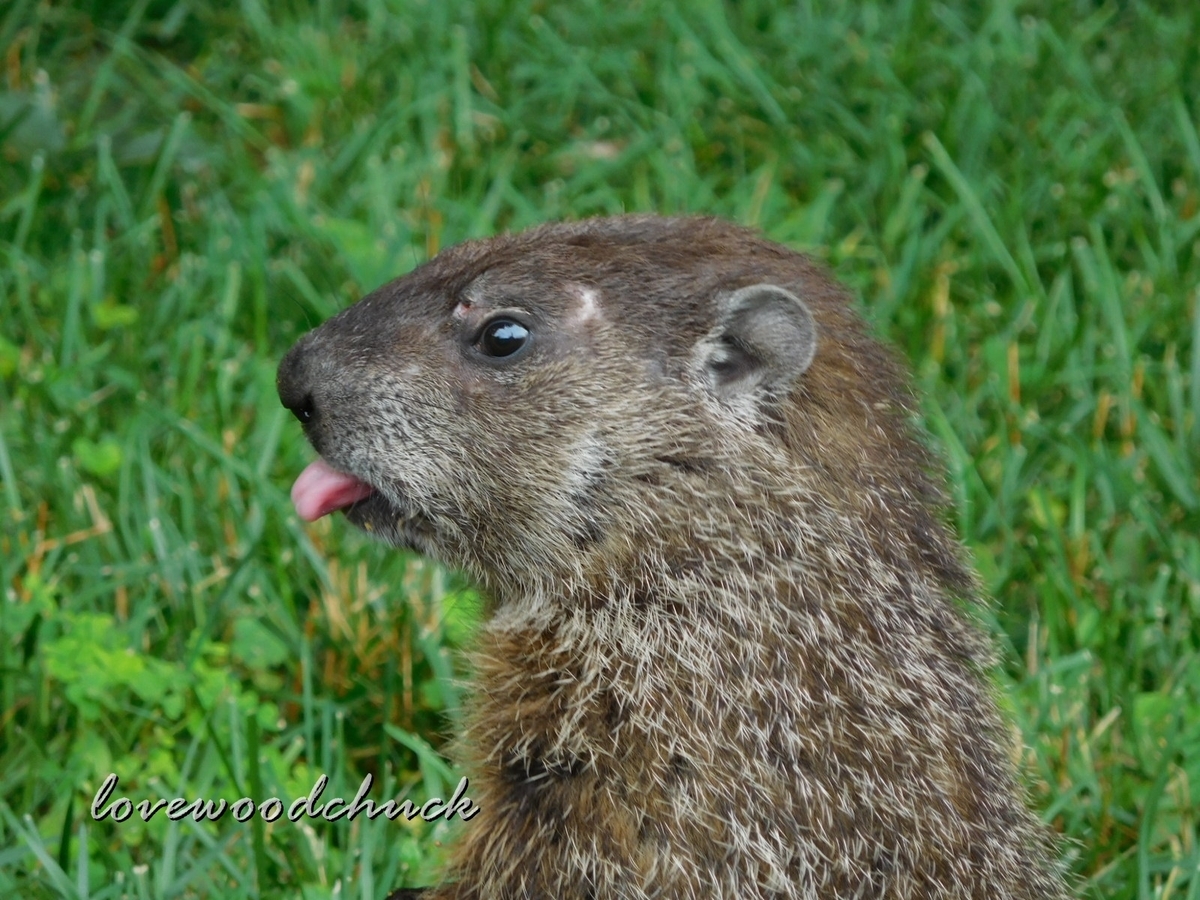 f:id:lovewoodchuck:20201030081705j:plain f:id:lovewoodchuck:20201030081705j:plain