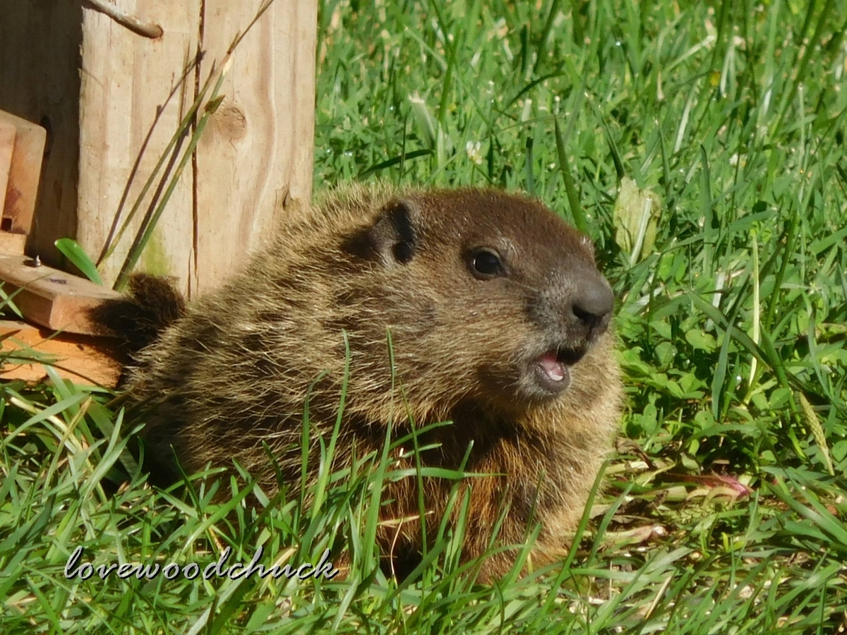 f:id:lovewoodchuck:20201030082033j:plain f:id:lovewoodchuck:20201030082033j:plain