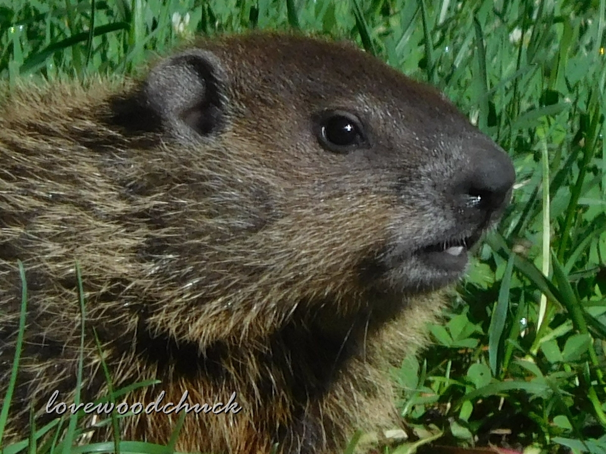 f:id:lovewoodchuck:20201030082049j:plain f:id:lovewoodchuck:20201030082049j:plain