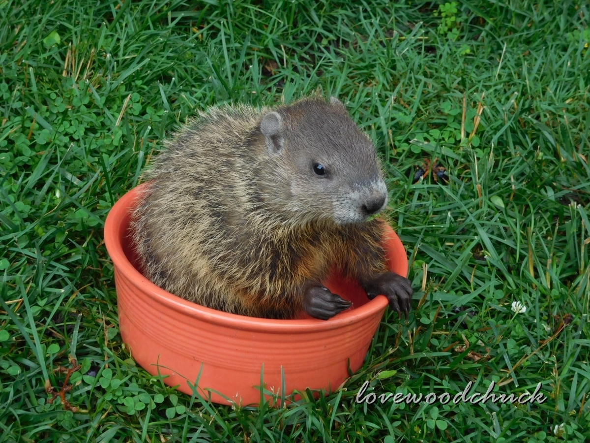 f:id:lovewoodchuck:20201030082054j:plain f:id:lovewoodchuck:20201030082054j:plain