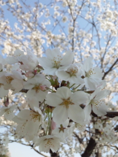 f:id:low-k:20110414143705j:image